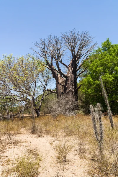 Baobab e vegetazione — Foto Stock