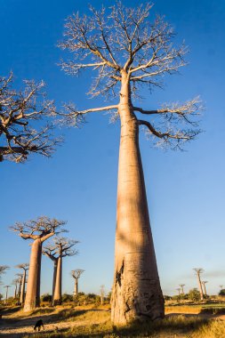 baobab sokak