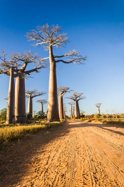 baobab sokak
