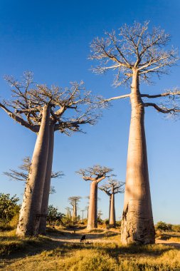 baobab sokak