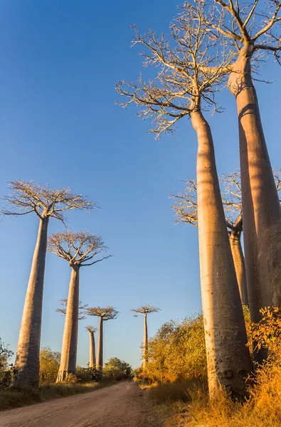 Il vicolo di Baobab — Foto Stock