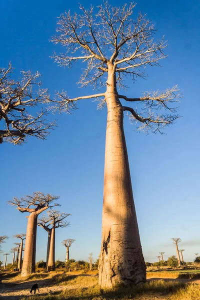 Baobab δρομάκι — Φωτογραφία Αρχείου