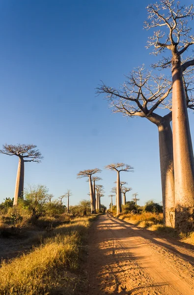The Baobab Alley — Stock Photo, Image