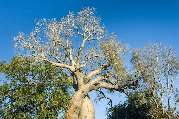 Den vakre baobaben. – stockfoto