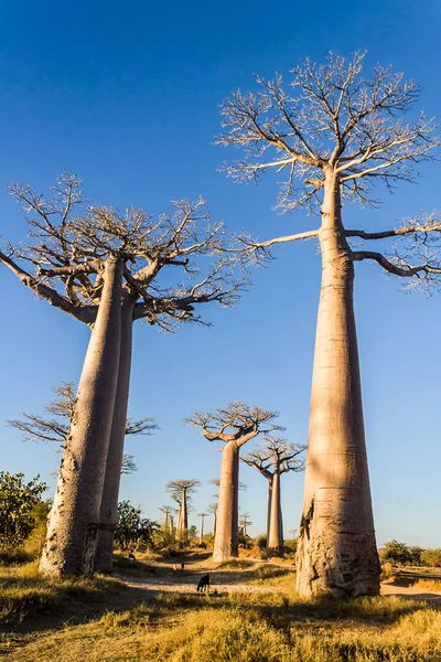 L'allée Baobab — Photo