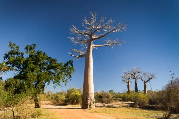 Baobab gränden — Stockfoto