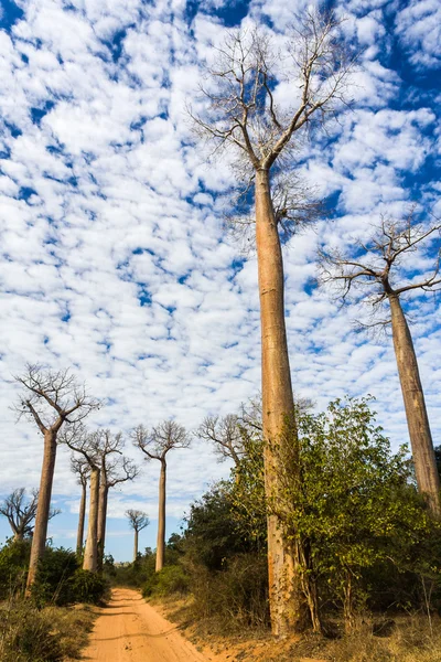 Baobab δρομάκι — Φωτογραφία Αρχείου