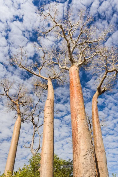 Baobab träd — Stockfoto