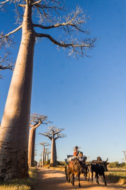 Zebu sepeti ve baobabs
