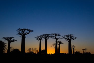 günbatımı baobab ağaçları