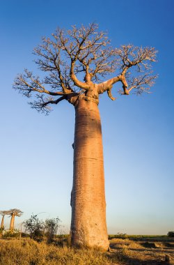 günbatımı baobab ağaçları