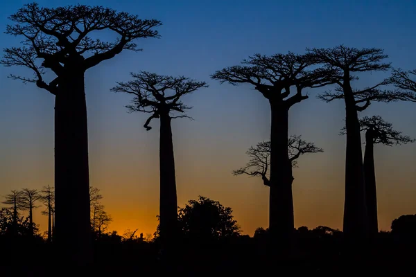 Sonnenuntergang auf Baobab-Bäumen — Stockfoto