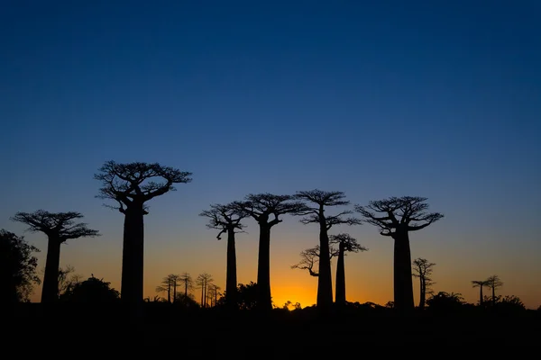 Sonnenuntergang auf Baobab-Bäumen — Stockfoto