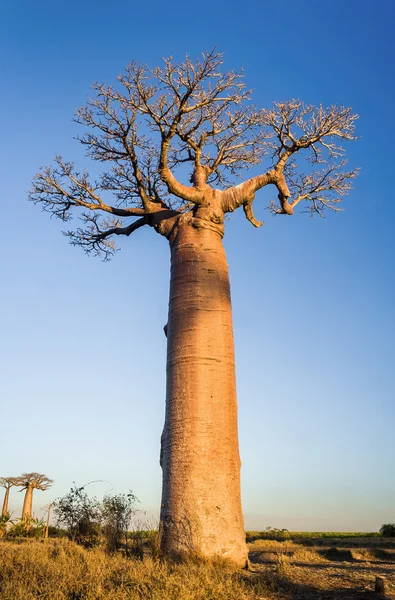 Solnedgång på baobab träd — Stockfoto