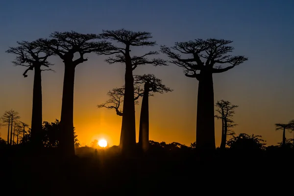 Puesta de sol en árboles de baobab — Foto de Stock