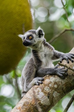 Lemur catta Madagaskar