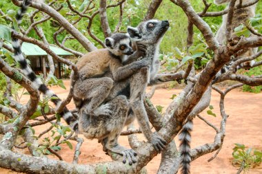 Lemur catta of Madagascar clipart