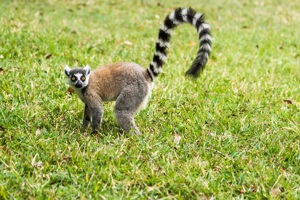 Lemur catta del Madagascar — Foto Stock