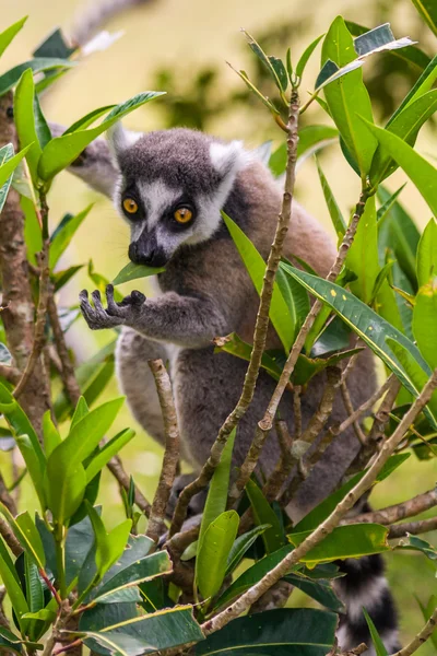 Lemur catta del Madagascar — Foto Stock