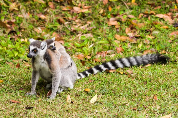 Lemur catter Madagaskar — Stockfoto