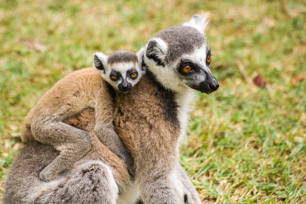 Lemur catta de Madagascar —  Fotos de Stock