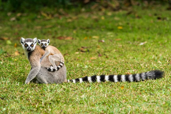 Lemur catta-Madagaszkár — Stock Fotó