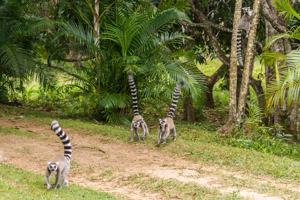 Lemur catta Madagaskaru — Zdjęcie stockowe