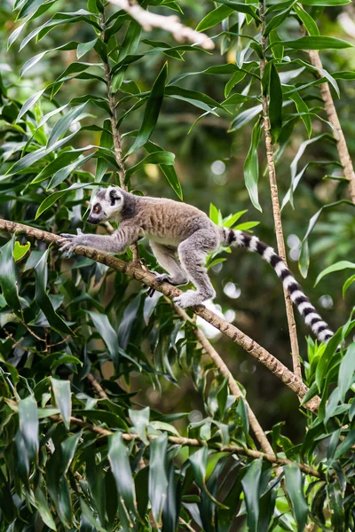 Catta de lêmure de Madagascar — Fotografia de Stock