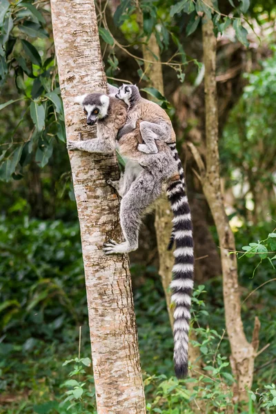 Lemur catta van Madagaskar — Stockfoto