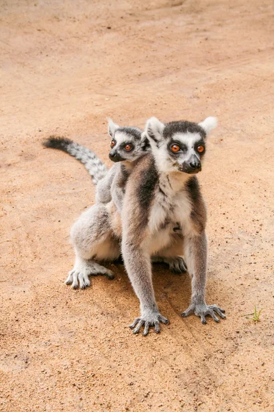 Catta de lêmure de Madagascar — Fotografia de Stock