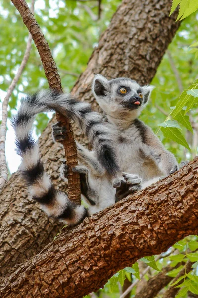 Lemur catta ของมาดากัสการ์ — ภาพถ่ายสต็อก