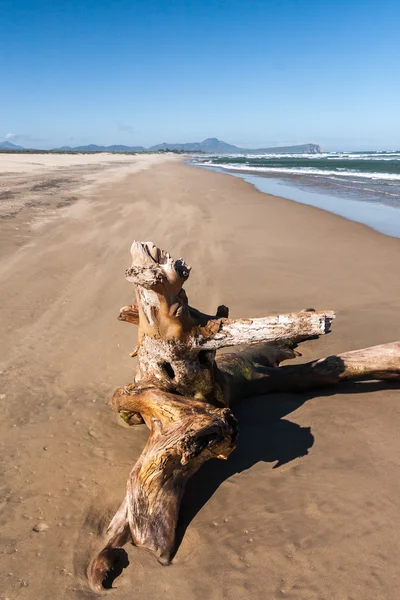 Old tree stump — Stock Photo, Image