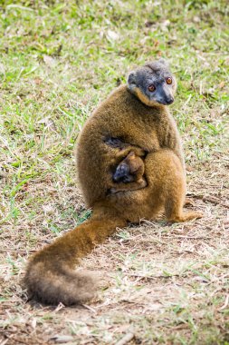 Brown lemur clipart