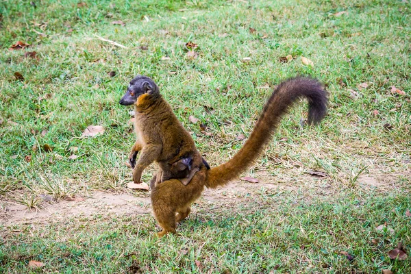 Bruin lemur — Stockfoto