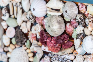 seashell duvar
