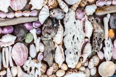 seashell duvar