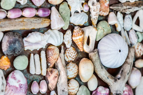 seashell duvar