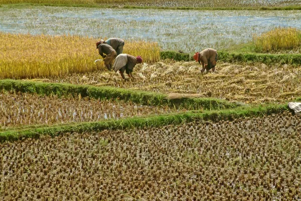 Farmers planting rice — Stock Photo, Image