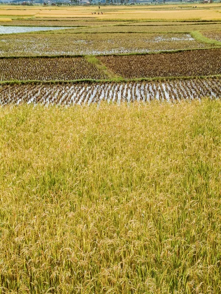 Campo de arroz —  Fotos de Stock