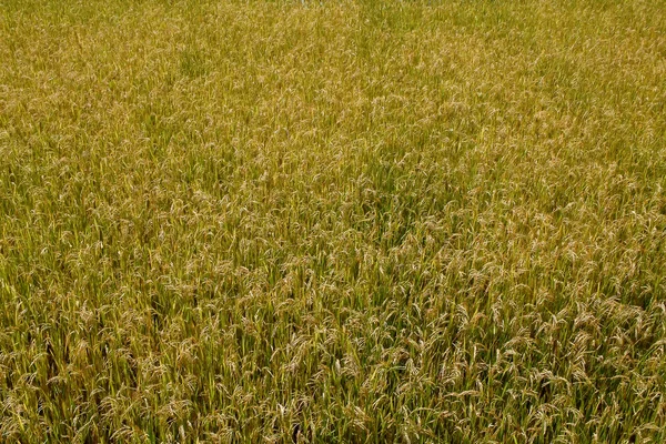 Paddy field — Stock Photo, Image