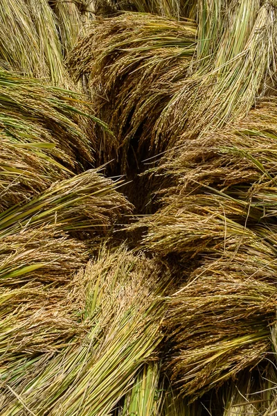 Rice crop — Stock Photo, Image