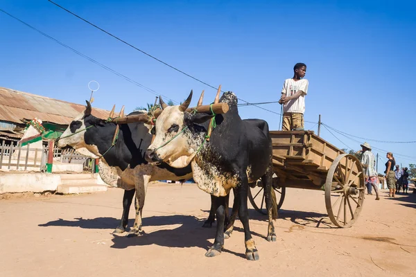 Gerobak Zebu — Stok Foto