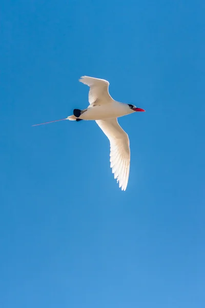 Κόκκινος-τιμολογημένος tropicbird — Φωτογραφία Αρχείου