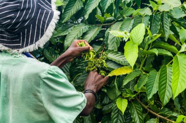 Ylang-Ylang hasat