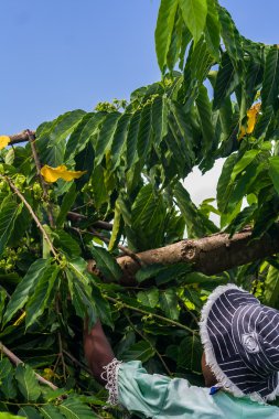 Ylang-Ylang hasat