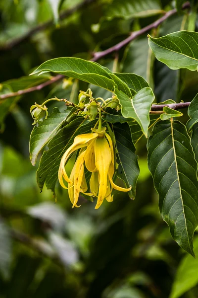 Ylang-Ylang — Photo