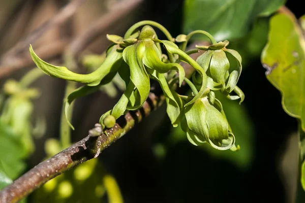 Ylang-Ylang — Zdjęcie stockowe