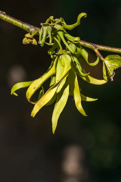 Cananga odorata — Stockfoto