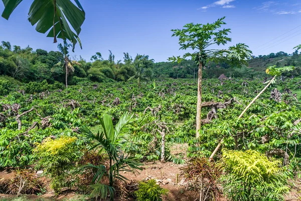 Ylang-Ylang – stockfoto