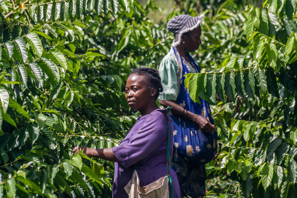 Урожай иланг-иланга
